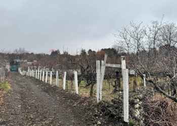 Giardino - Terreno agricolo contrada monte arso
 
snc, Ragalna - foto 5