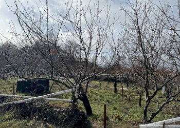 Giardino - Terreno agricolo contrada monte arso
 
snc, Ragalna - foto 11