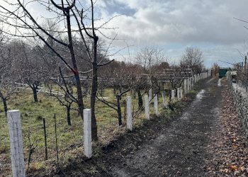 Giardino - Terreno agricolo contrada monte arso
 
snc, Ragalna - foto 17