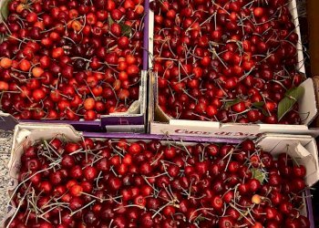 Dettagli - Terreno agricolo contrada monte arso
 
snc, Ragalna - foto 18