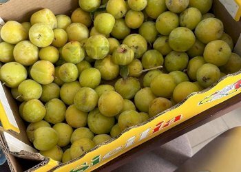 Dettagli - Terreno agricolo contrada monte arso
 
snc, Ragalna - foto 19