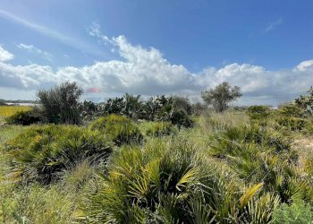 Giardino - Rustico SP 85 Contrada Triona Casalotto, Noto - foto 30