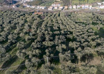 Posizione della mappa - Terreno agricolo via Pascoli, Cappelle sul Tavo - foto 5
