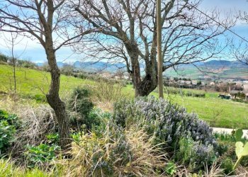 Terreno - Rustico via San Paterniano, 10, Serra de' Conti - foto 11