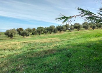 Terreno - Rustico via San Paterniano, 10, Serra de' Conti - foto 14