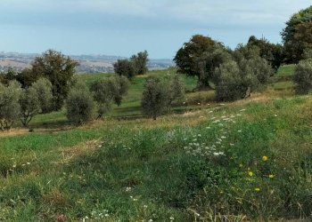 Terreno - Rustico via San Paterniano, 10, Serra de' Conti - foto 15