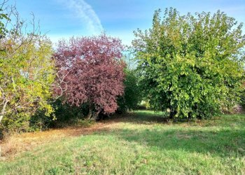 Terreno - Rustico via San Paterniano, 10, Serra de' Conti - foto 16