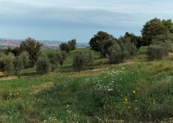 Terreno - Rustico via San Paterniano, 10, Serra de' Conti - foto 23