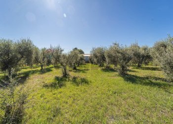 Giardino - Villa Via Colle Zioni
 
8, Velletri - photo 14