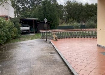 Giardino - Villa via del Puntone, Montignoso - foto 10