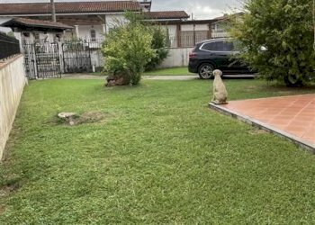 Giardino - Villa via del Puntone, Montignoso - foto 11