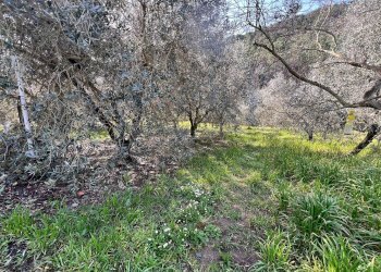 Villa Strada Provinciale Sud, Ceriana - foto 14