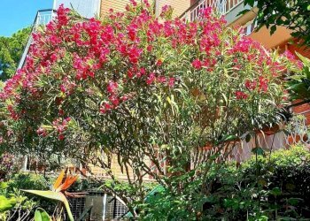 Three-room apartment Via Duca degli Abruzzi, 44, Sanremo - photo 23