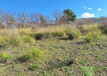 Vista delle montagne - Agricultural land contrada latomie martelluzzo, Castelvetrano - photo 5