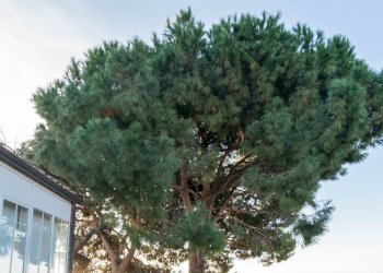 Giardino - Villa via Antonello Da Messina
 
73, Aci Castello - foto 45