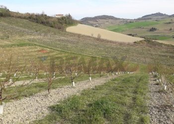 Vista - Rustico Meldola - foto 4