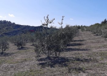 Vista delle montagne - Rustico Meldola - foto 5