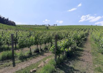 Giardino - Rustico Meldola - foto 6