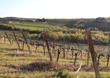 Vista - Rustico Meldola - foto 7