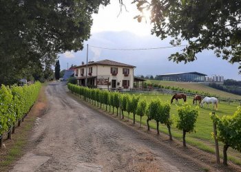 generata con i.a. - Rustico Meldola - foto 17