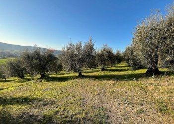 Giardino - Agricultural land Via Emirati Arabi Uniti
 
snc, Perugia - photo 6