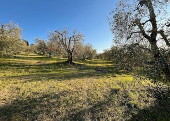 Giardino - Agricultural land Via Emirati Arabi Uniti
 
snc, Perugia - photo 7