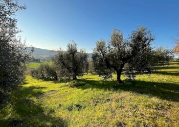 Giardino - Agricultural land Via Emirati Arabi Uniti
 
snc, Perugia - photo 9
