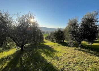 Giardino - Agricultural land Via Emirati Arabi Uniti
 
snc, Perugia - photo 13