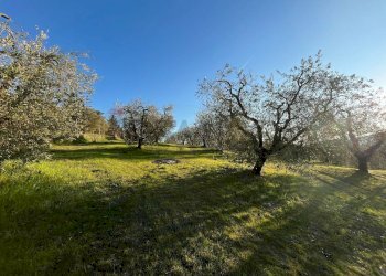 Giardino - Agricultural land Via Emirati Arabi Uniti
 
snc, Perugia - photo 16