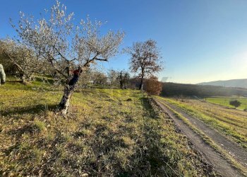 Giardino - Agricultural land Via Emirati Arabi Uniti
 
snc, Perugia - photo 18