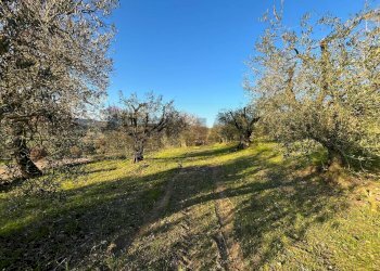 Giardino - Agricultural land Via Emirati Arabi Uniti
 
snc, Perugia - photo 19