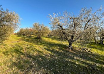 Giardino - Agricultural land Via Emirati Arabi Uniti
 
snc, Perugia - photo 20