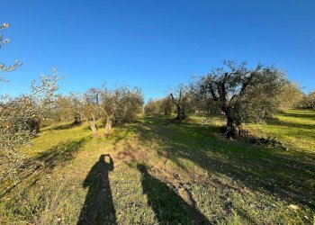 Giardino - Agricultural land Via Emirati Arabi Uniti
 
snc, Perugia - photo 21