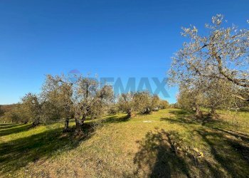 Giardino - Agricultural land Via Emirati Arabi Uniti
 
snc, Perugia - photo 23