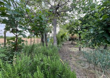 Giardino - Semi-detached house Via Lorenzo Carpinelli, Assisi - photo 27