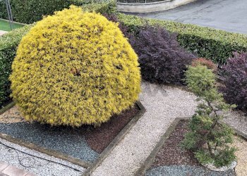 Giardino - Villa a Schiera Via Cardinal Amedeo delle Lanze
 
15, Montanaro - foto 36