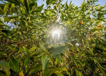 Giardino - Rustico Via Firenze
 
17, Aci Castello - foto 26