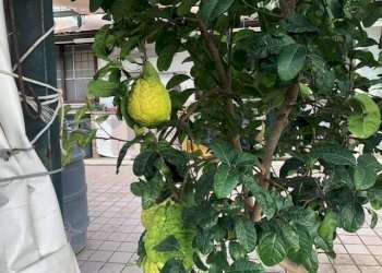 Dettagli - Villa San Lorenzello - foto 44