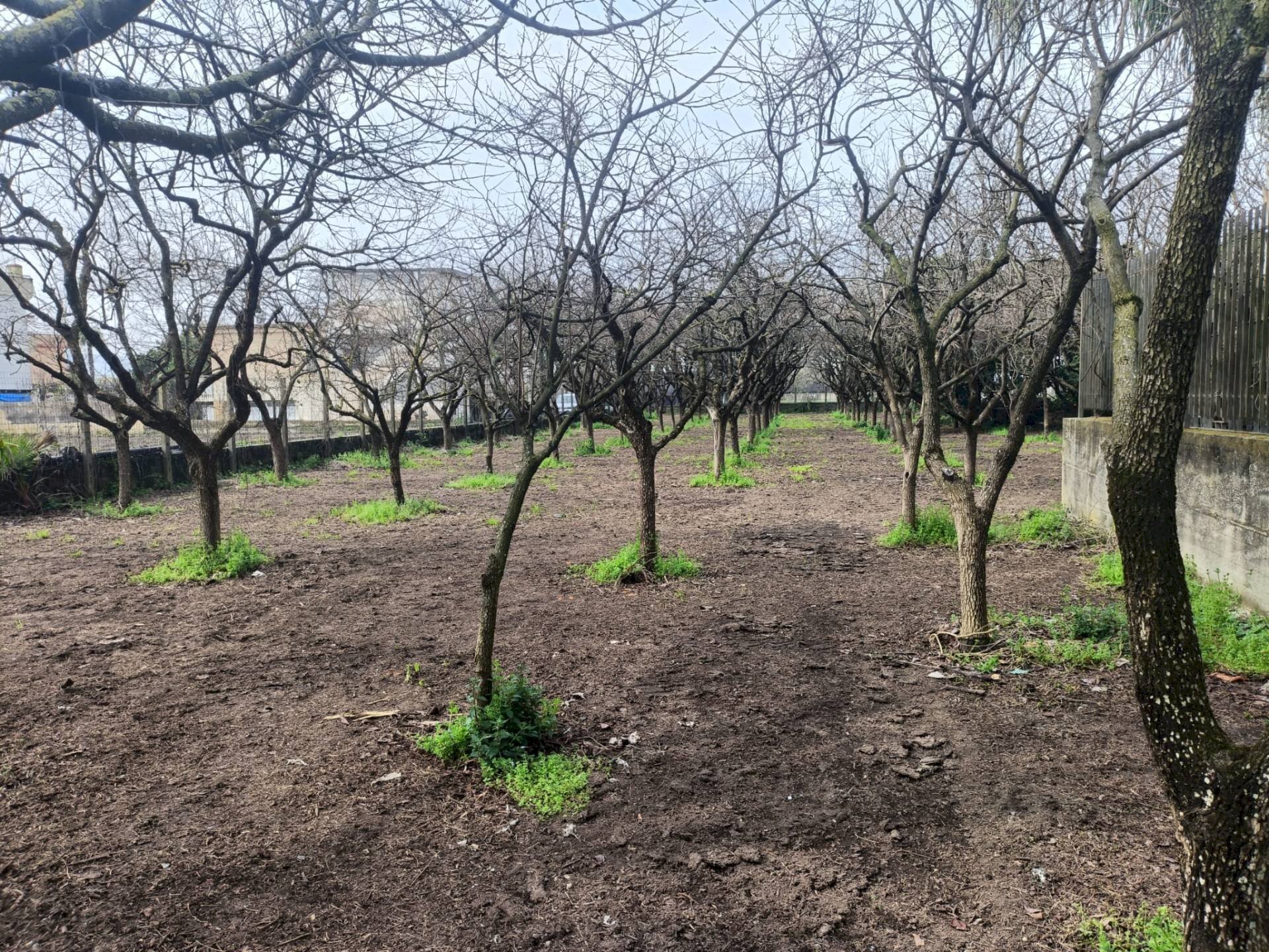 Foto 3 - Agricultural land VIA CRISTOFORO COLOMBO
 
31, Scafati - photo 3