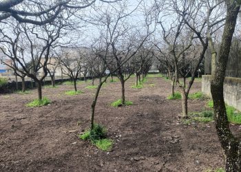 Foto 3 - Agricultural land VIA CRISTOFORO COLOMBO
 
31, Scafati - photo 3