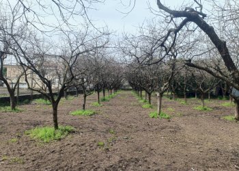 Foto 4 - Agricultural land VIA CRISTOFORO COLOMBO
 
31, Scafati - photo 4