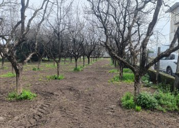 Foto 5 - Agricultural land VIA CRISTOFORO COLOMBO
 
31, Scafati - photo 5