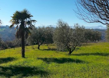 Terreno - Rustico via Molino San Filippo, Osimo - foto 34