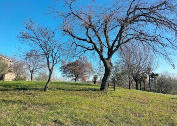Terreno - Rustico via Molino San Filippo, Osimo - foto 37
