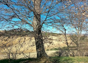 Terreno - Rustico via Molino San Filippo, Osimo - foto 39