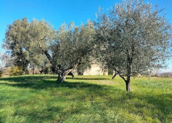 Terreno - Rustico via Molino San Filippo, Osimo - foto 7