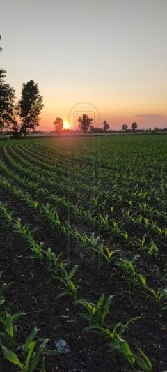 IMG_20230515_203014.jpg - Casale Via Bagnarolo, Gadesco-Pieve Delmona - photo 2