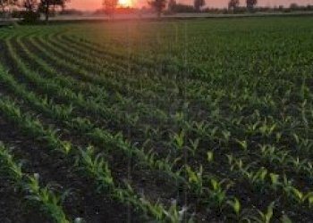 IMG_20230515_203014.jpg - Casale Via Bagnarolo, Gadesco-Pieve Delmona - photo 2