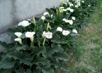 IMG_20210510_202937_940.jpg - Casale Via Bagnarolo, Gadesco-Pieve Delmona - photo 6