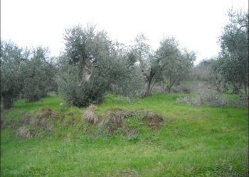 Terreno - Villa Trifamiliare Monsummano Terme - foto 20